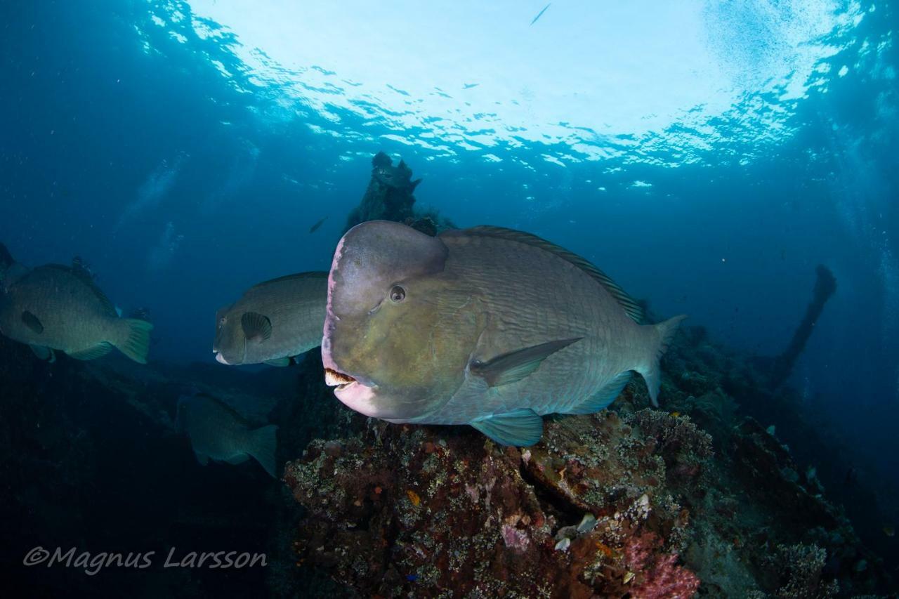 Bali Dive Resort Amed Luaran gambar